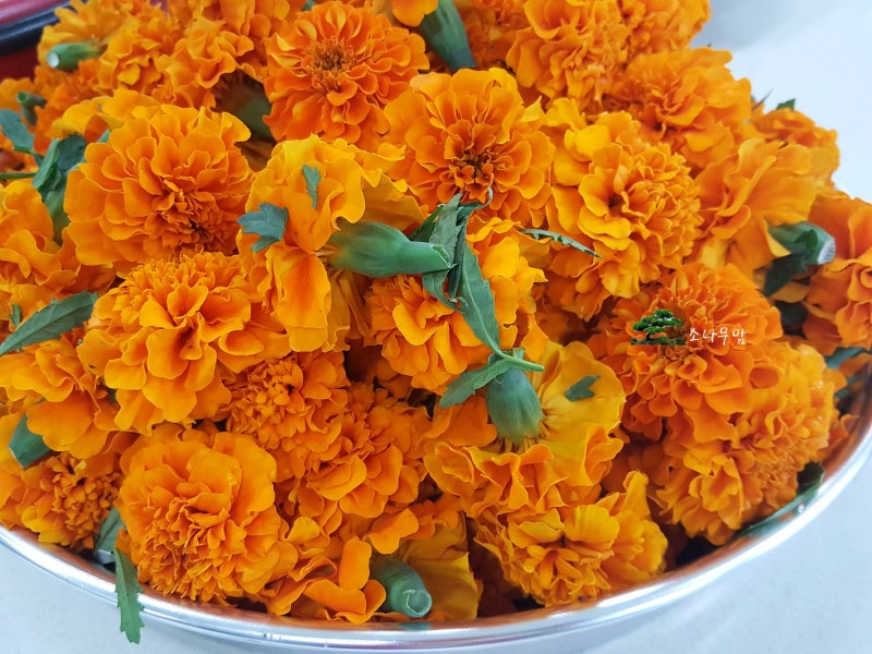 메리골드 꽃차만들기 - 예쁜 꽃 차로 만들어 먹어요 : 네이버 블로그