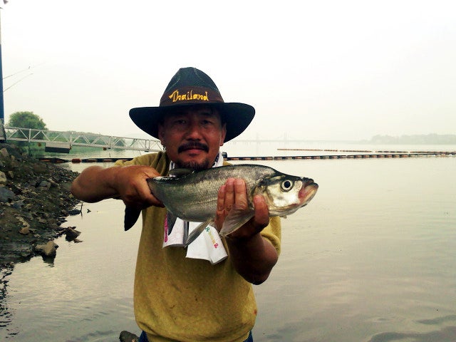 강준치 Chanodichthys erythropterus : 네이버 블로그