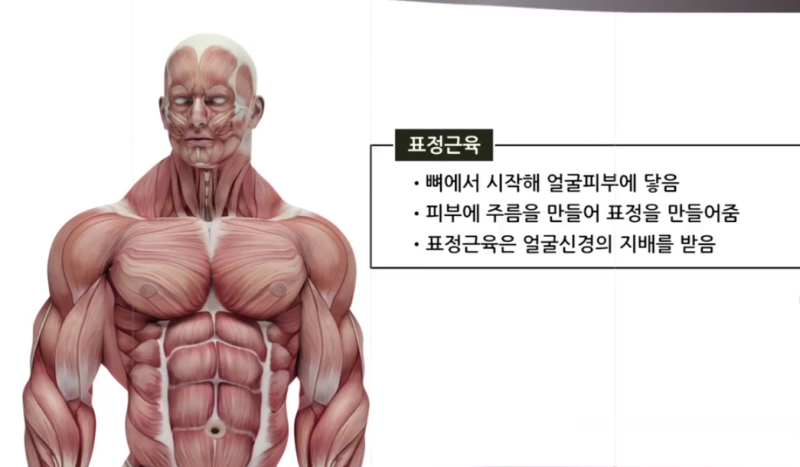 인체 해부학 얼굴 근육