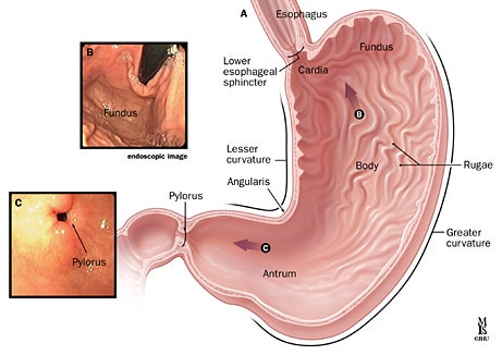 위 내시경 용어정리(EGDS) : stomach anatomy : 네이버 블로그 위 내시경 용어정리(Egds) : Stomach Anatomy : 네이버 블로그