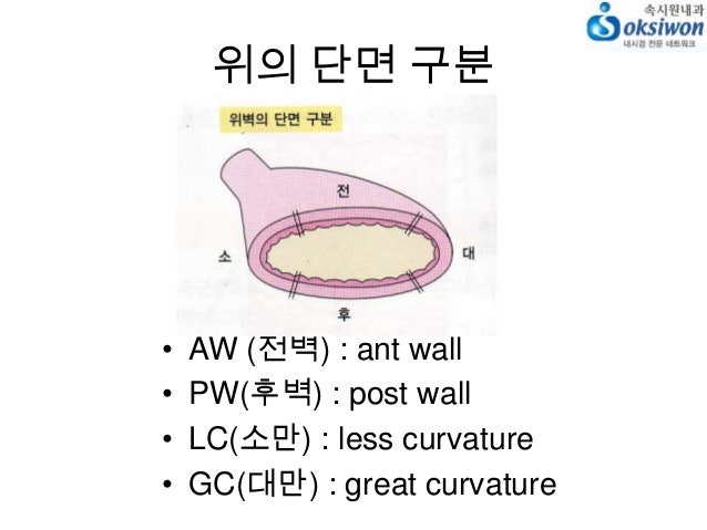 위 내시경 용어정리(EGDS) : stomach anatomy : 네이버 블로그 위 내시경 용어정리(Egds) : Stomach Anatomy : 네이버 블로그