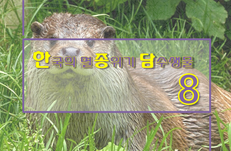 [가람지기] 한국의 멸종위기에 처한 담수생물들을 알아보자!
