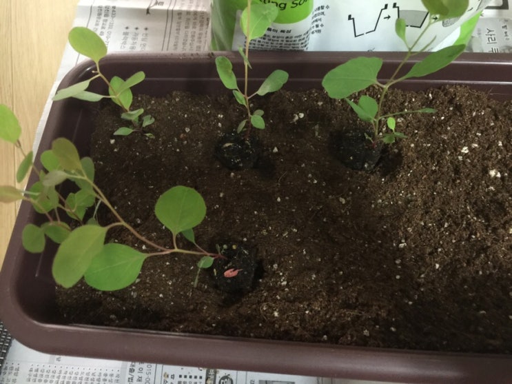 유칼립투스 폴리안 구입_ 해천농원