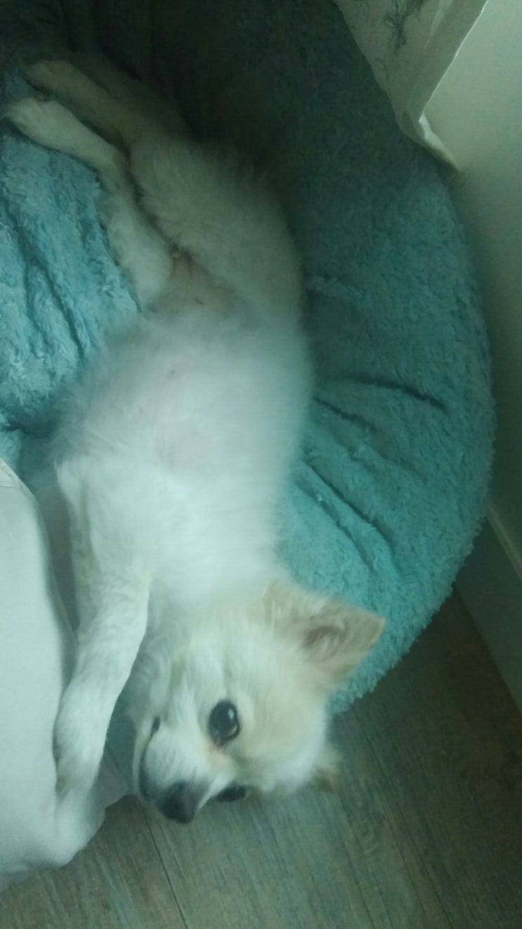  개별이를 소개합니다