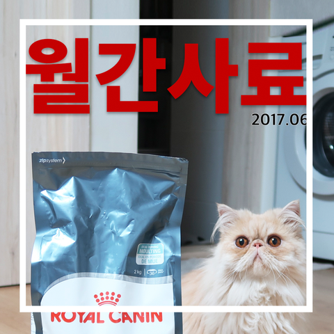 페르시안익스트림 머랭이가 고양이사료추천 해요! 로얄캐닌 헤어볼케어
