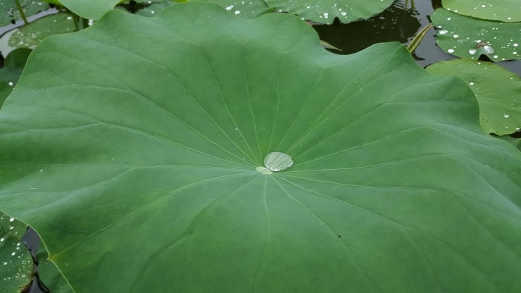  삶의 여유, 그것은 가까운것에 있다.
