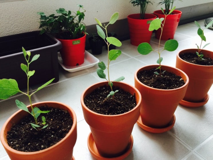 유칼립투스 폴리안 분갈이