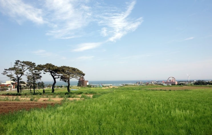 포항 구만리 청보리밭