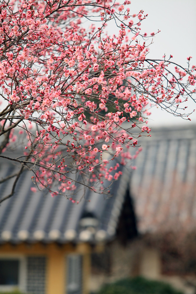 남평문씨본리세거지(홍매화) 남평문씨본리세거지(홍매화)