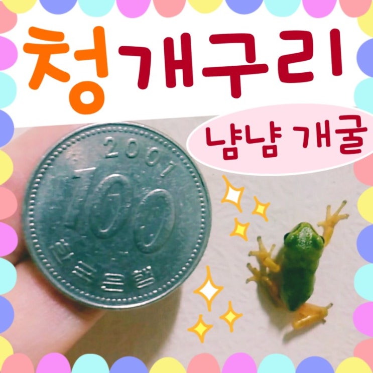  개구리 먹이 청개구리 모기 사냥하기