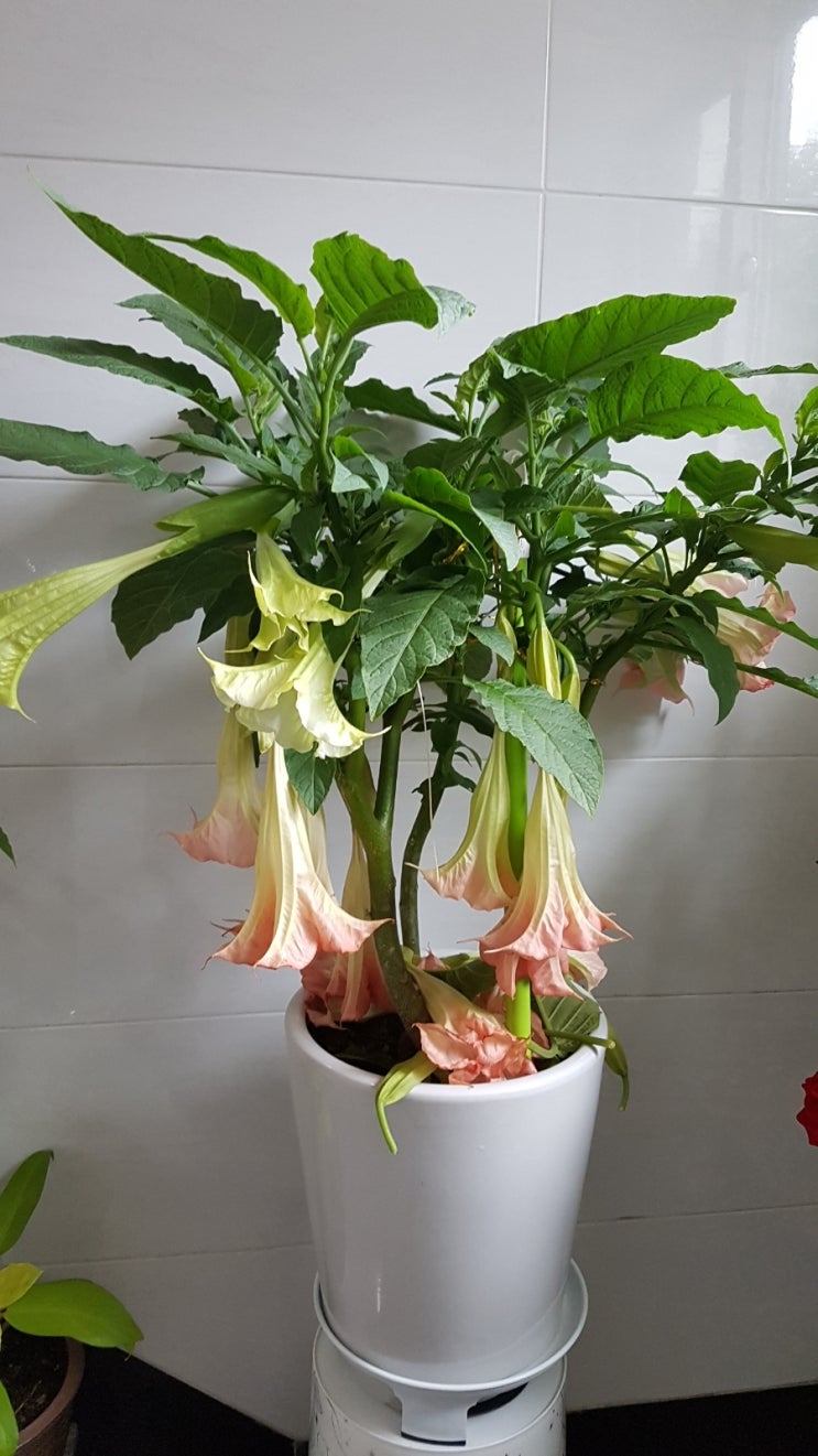  천사의나팔, 발렌타인쟈스민아..돌아와라