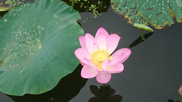  전주 덕진공원에서 연꽃을 보다