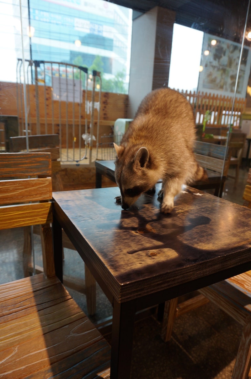 님아 너구리는 광견병걸려요 병원안가면 님 죽음, image size:800x1206