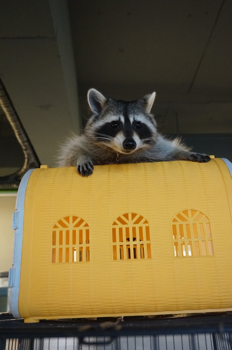 170708]커피타는 너구리,이리오시개 : 네이버 블로그, image size:800x1206