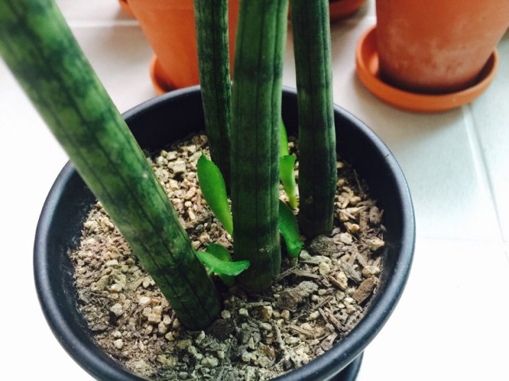 스투키 번식/ 스투키 분갈이 하는법/ 새끼 스투키