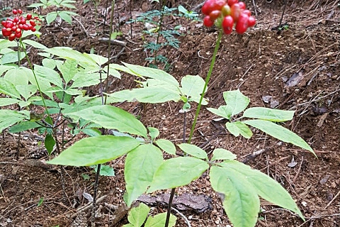 천왕봉농원 이미지