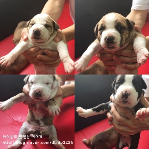 ◇◆핏불테리어 분양◆◇ 잘생긴 핏불! 가정분양 합니다요~!!