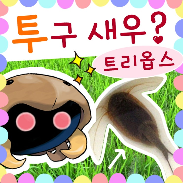  투구새우 트리옵스 긴꼬리투구새우 살아있는 화석