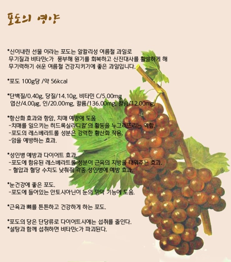 포도의 영양과 효능