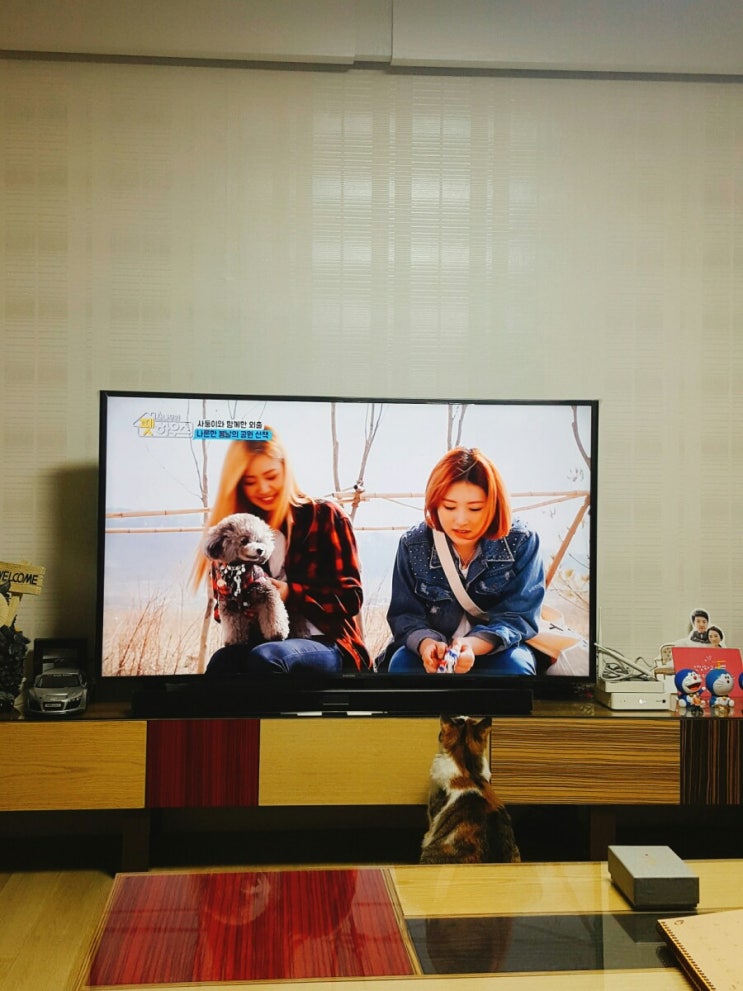  대프리카 고양이 여름나기 /  TV 보는 고양이 숑이 