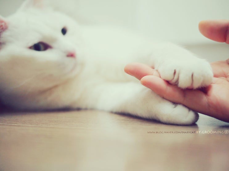  장마밀당.옥자.존레전드