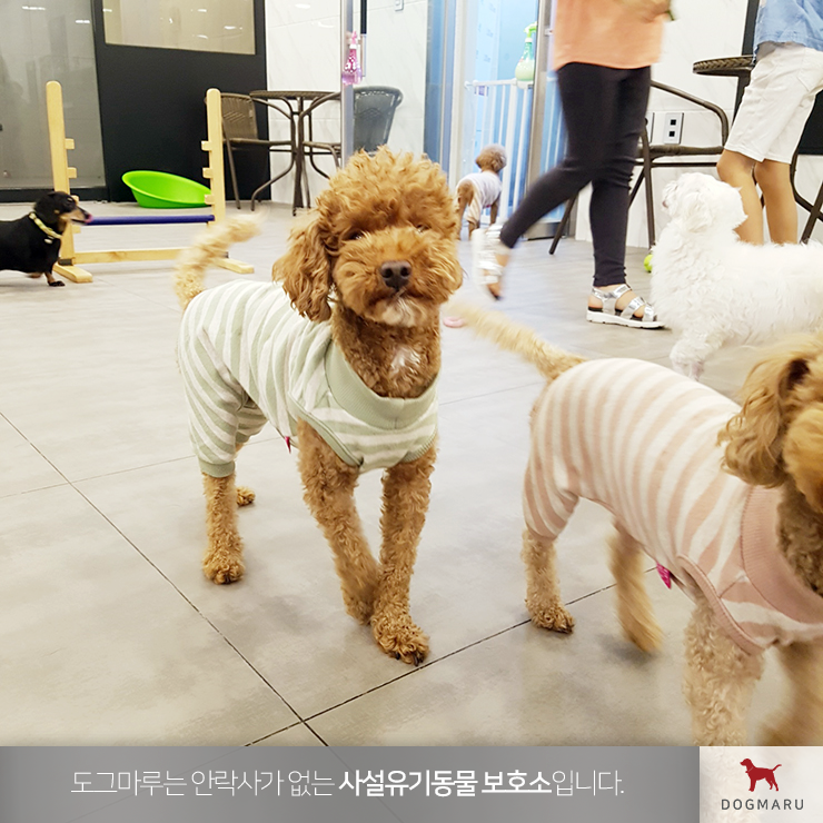 도그마루에서 울산강아지무료분양 하세요~ : 네이버 블로그 도그마루에서 울산강아지무료분양 하세요~ : 네이버 블로그