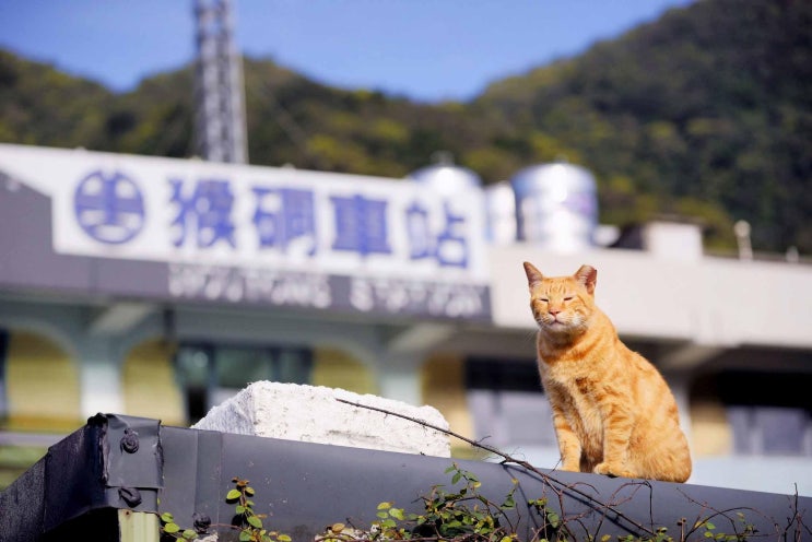 [대만 타이베이 여행] 허우통(핑시선) 고양이 마을