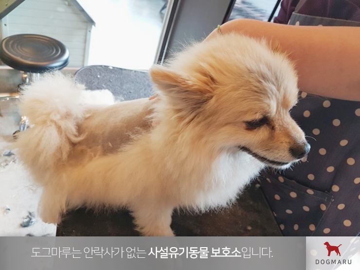 애완견입양 최고의 선택은 도그마루! : 네이버 블로그 애완견입양 최고의 선택은 도그마루! : 네이버 블로그