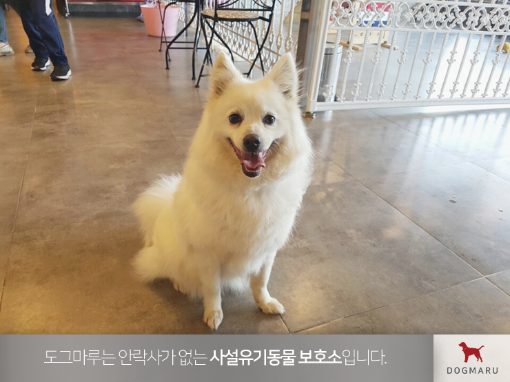 애완견입양 최고의 선택은 도그마루! : 네이버 블로그 애완견입양 최고의 선택은 도그마루! : 네이버 블로그