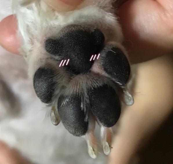  강아지발각질 조물조물 닦아요
