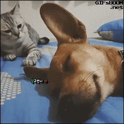 유머GIF - 심쿵 짤방,심쿵 움짤 모음 : 네이버 블로그