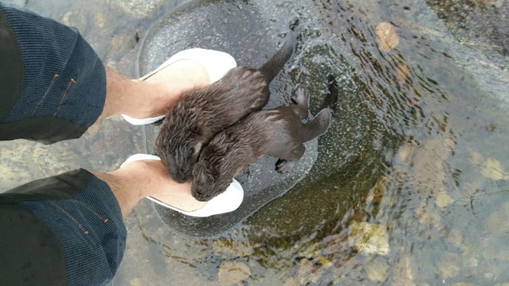  지리산 산청 자락애펜션 옆 계곡에 살고있는 예쁜 수달친구