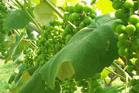 시골농산물유통 이미지