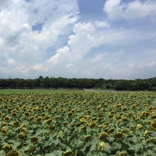 렛츠런팜, 제주도 가볼만한 곳 렛츠런팜, 제주도 가볼만한 곳