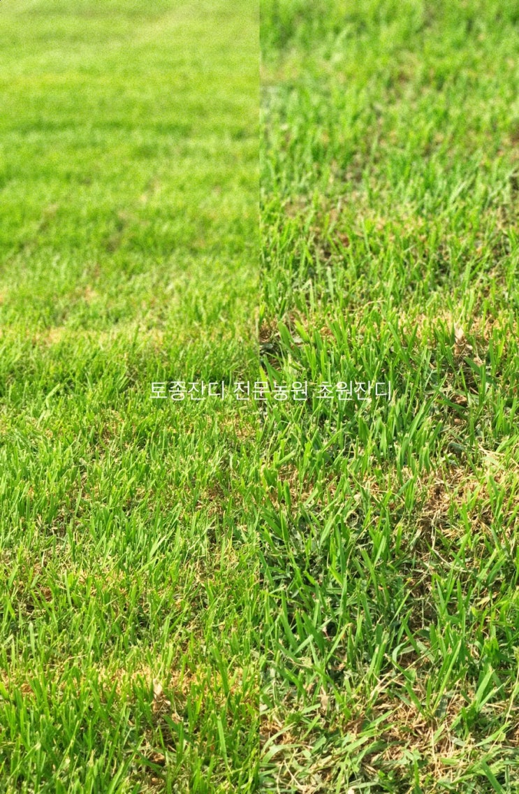  [토종잔디 전문농원]초원잔디
