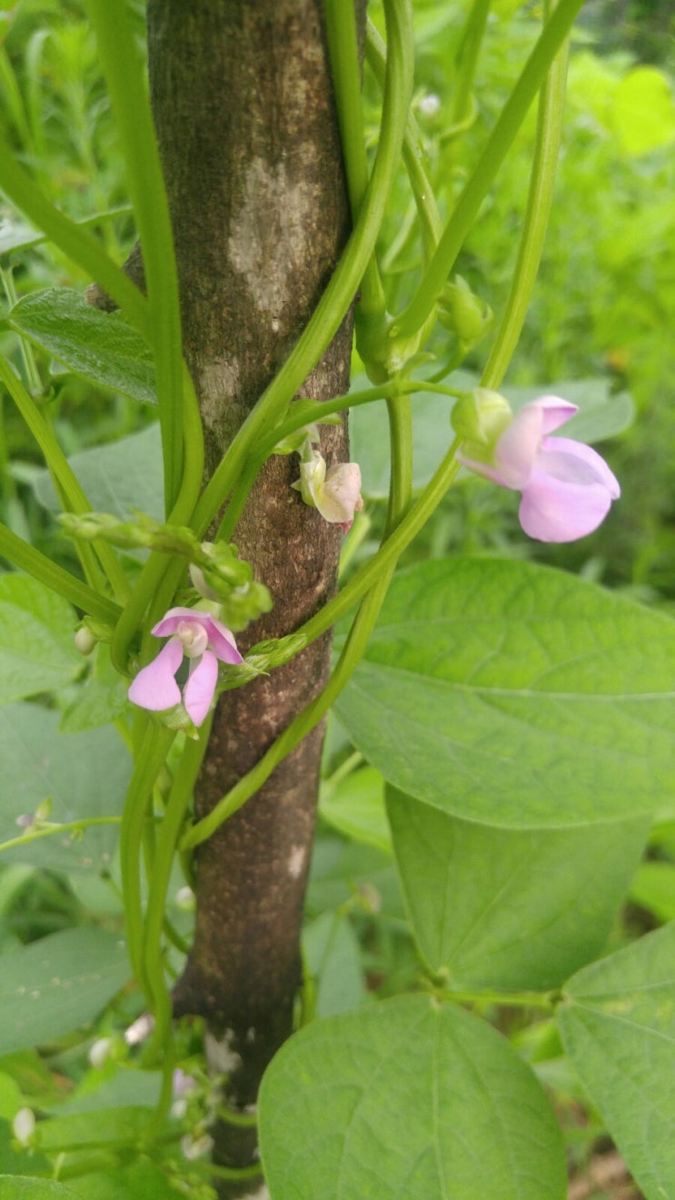 산골에 요즘 피는 꽃들