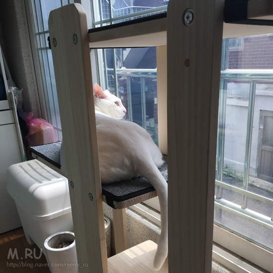 허니씨의 뉴 캣타워 (캣휠:루키타워드림3)