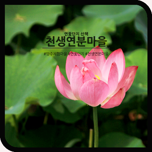  양주 연꽃단지 천생연분마을 산책~