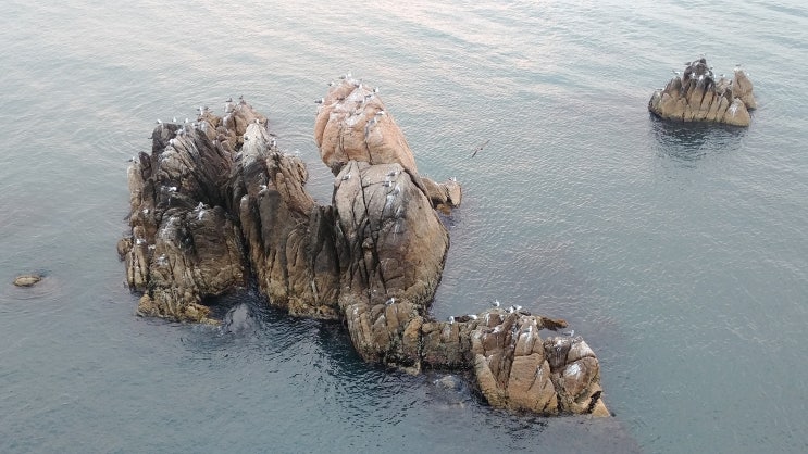 갈매기가 머무르는 갈매기섬 갈매기 바위섬 풍경 갈매기가 머무르는 갈매기섬 갈매기 바위섬 풍경