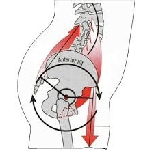 [논문을 읽자] 골반위치가 복부와 하지굴곡근 활성화에 미치는 영향 2