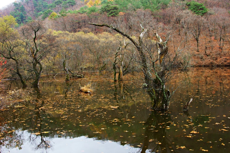내가 보던 '주산지'는 어디에....? 내가 보던 '주산지'는 어디에....?