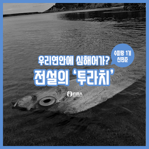  잇달아 발견되는 전설의 심해갈치 '투라치'
