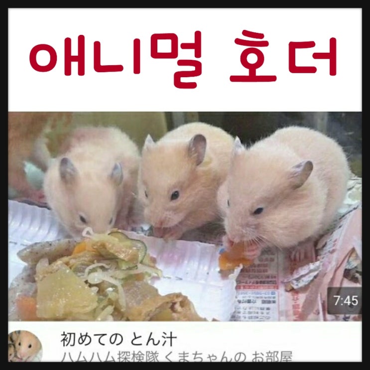 애니멀 호더 - 햄스터 유투브 일본의 동물학대 방송