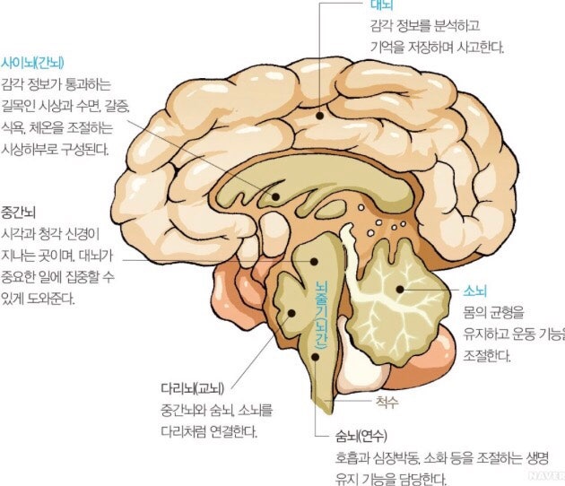 소의 뇌 해부 : 네이버 블로그