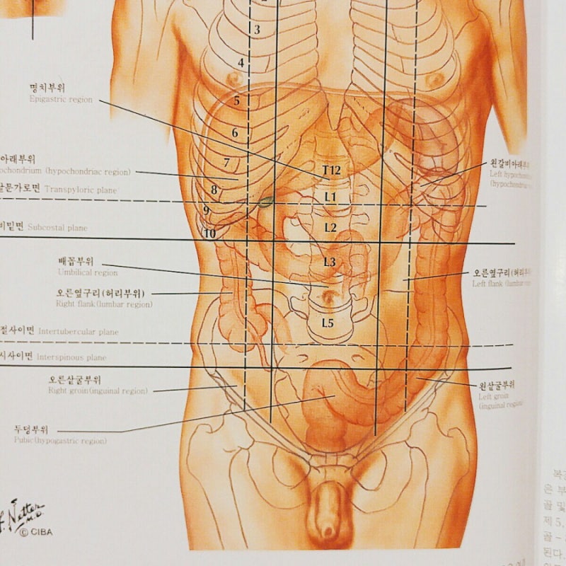 여자 오른쪽 아랫배 통증 완벽정리 둘 : 네이버 블로그