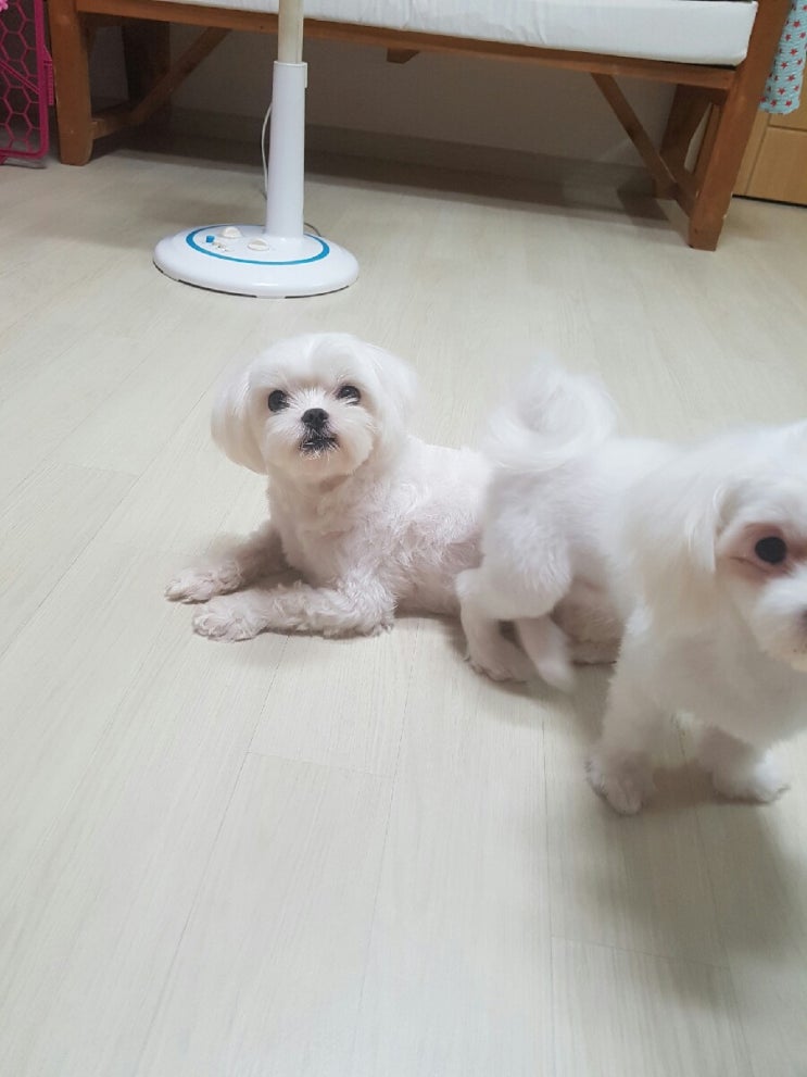  강아지 분양 받았네요~