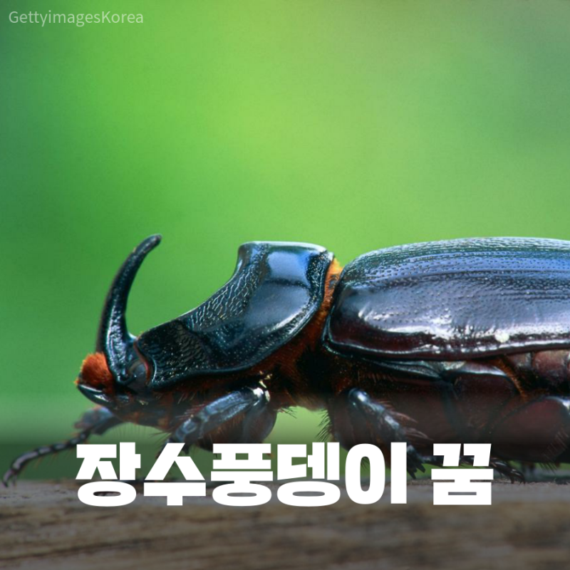 장수풍뎅이 나오는꿈 집안으로 들어왔는데..