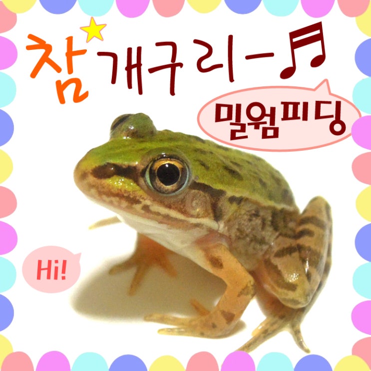  개구리 키우기 - 참개구리 밀웜 피딩 잘먹어요