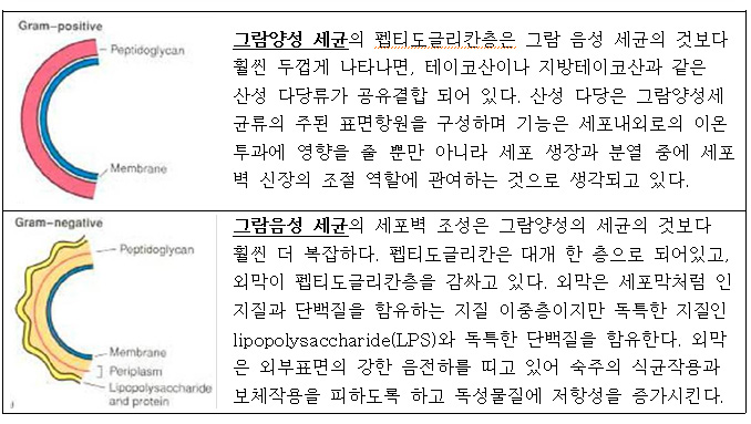  미생물학 - 세균의 구조