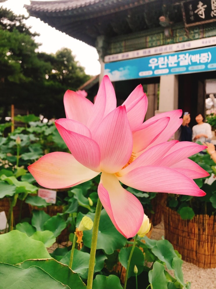 도심 속 힐링 천년고찰 서울 봉은사 연꽃축제 ~ 9.6(수)